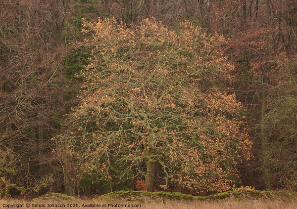 Oak tree Snowshill woods Cotswolds Gloucestershire  Picture Board by Simon Johnson