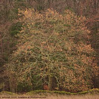 Buy canvas prints of Oak tree Snowshill woods Cotswolds Gloucestershire  by Simon Johnson