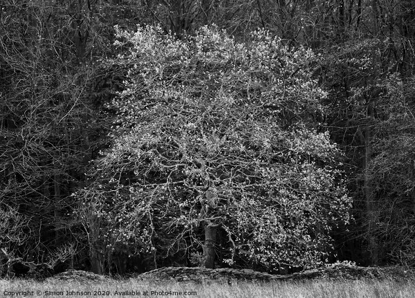 Oak tree  Picture Board by Simon Johnson