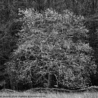 Buy canvas prints of Oak tree  by Simon Johnson