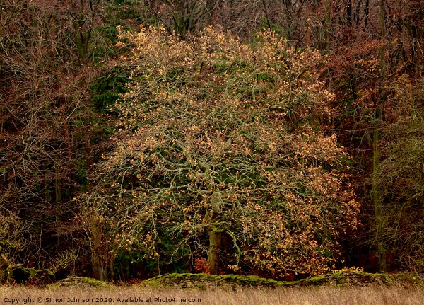 Oak Tree   Picture Board by Simon Johnson