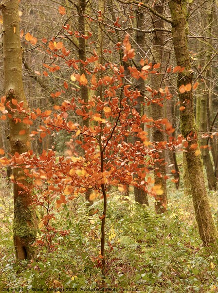 Berech Tree Autumn Picture Board by Simon Johnson