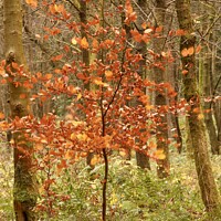 Buy canvas prints of Berech Tree Autumn by Simon Johnson