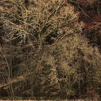 Buy canvas prints of Sunlit Woodland by Simon Johnson