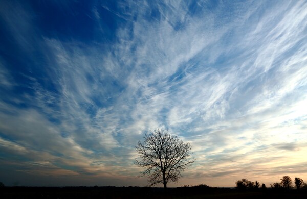 Isolated tree at dawn  Picture Board by Simon Johnson