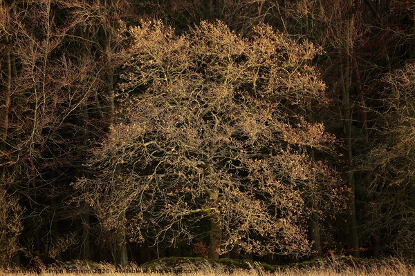Sunlit oak tree Picture Board by Simon Johnson