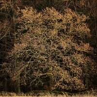 Buy canvas prints of Sunlit oak tree by Simon Johnson