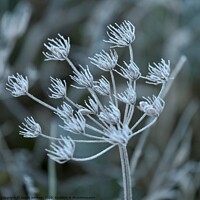Buy canvas prints of lFrosted grass by Simon Johnson