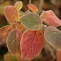 Buy canvas prints of Frosted autumn  leaves by Simon Johnson