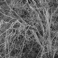 Buy canvas prints of Trees and branches by Simon Johnson