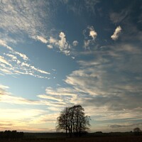 Buy canvas prints of Trees and sky by Simon Johnson
