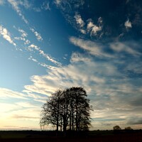 Buy canvas prints of jTrees and clouds by Simon Johnson