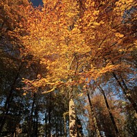 Buy canvas prints of Autumn Leaves by Simon Johnson