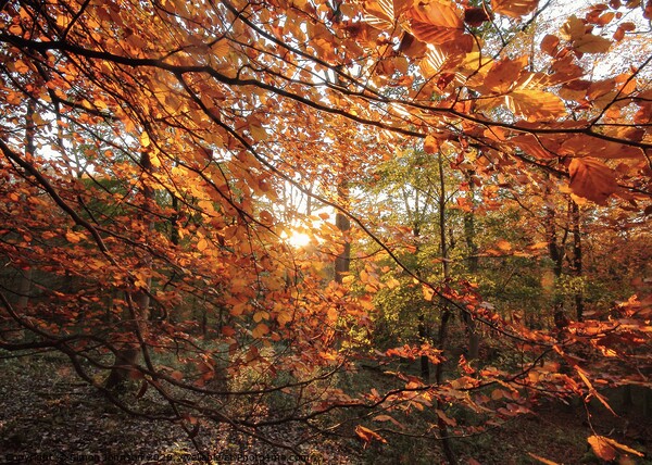  Sunlit Autumn woodland Picture Board by Simon Johnson