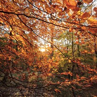 Buy canvas prints of  Sunlit Autumn woodland by Simon Johnson
