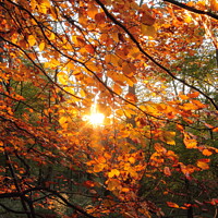 Buy canvas prints of sunlit Woodland by Simon Johnson