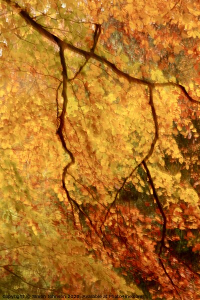 Autumn Colour Picture Board by Simon Johnson
