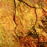Buy canvas prints of Autumn Colour by Simon Johnson