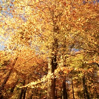 Buy canvas prints of Beech wood Autumn by Simon Johnson