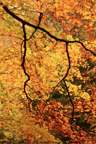 Autumn beech leaves Picture Board by Simon Johnson