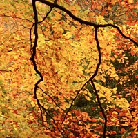 Buy canvas prints of Autumn beech leaves by Simon Johnson