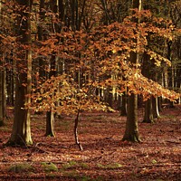 Buy canvas prints of Auitumn beech tree by Simon Johnson