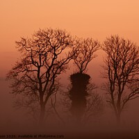 Buy canvas prints of Trees in mist by Simon Johnson
