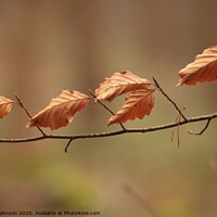 Buy canvas prints of Queuing beech leaves, no social distance by Simon Johnson