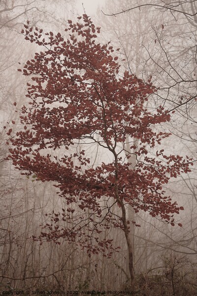 jBeech tree in autumn Picture Board by Simon Johnson