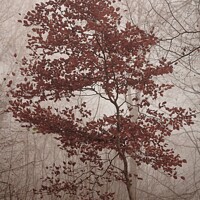 Buy canvas prints of jBeech tree in autumn by Simon Johnson