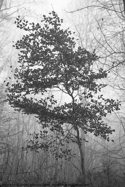 Beech tree Picture Board by Simon Johnson