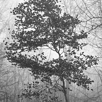 Buy canvas prints of Beech tree by Simon Johnson