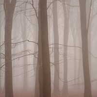 Buy canvas prints of Misty woodland by Simon Johnson