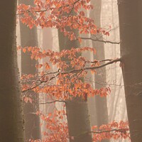 Buy canvas prints of Autumn leaves and trees by Simon Johnson