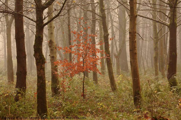 Autumn Beech tree Picture Board by Simon Johnson