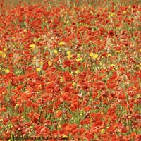 Buy canvas prints of poppy Field by Simon Johnson