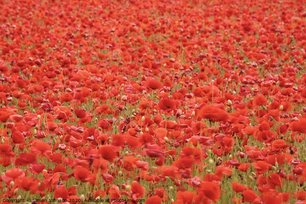 Poppies galore Picture Board by Simon Johnson