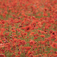 Buy canvas prints of More Poppies by Simon Johnson