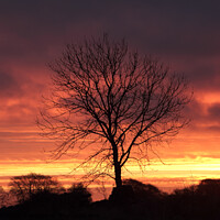 Buy canvas prints of A tree with a sunset in the backgrounCotswold dawn by Simon Johnson
