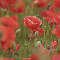 Buy canvas prints of poppy close up by Simon Johnson