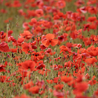 Buy canvas prints of Stand out poppy by Simon Johnson