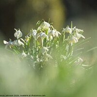 Buy canvas prints of Snowdrops in the mist by Simon Johnson