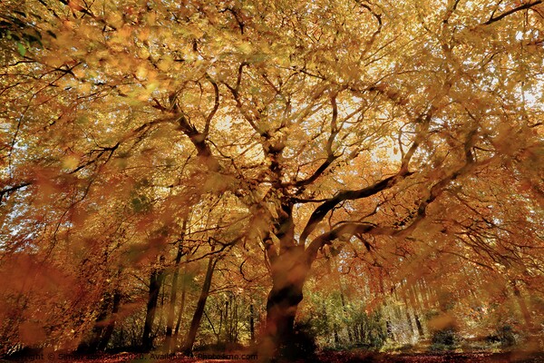 Beech tree in Autumn Splendour Picture Board by Simon Johnson