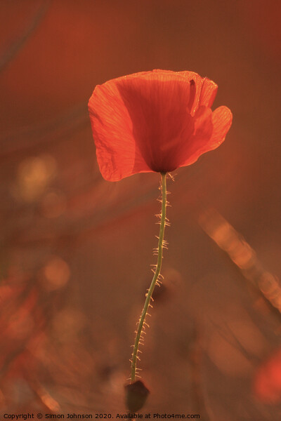 Sunlit poppy Picture Board by Simon Johnson