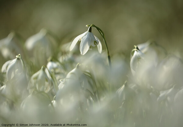 stand out snowdrop Picture Board by Simon Johnson
