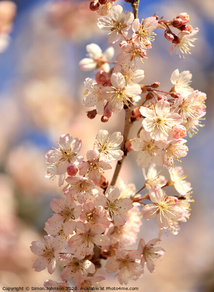 Sunlit spring blossom Picture Board by Simon Johnson
