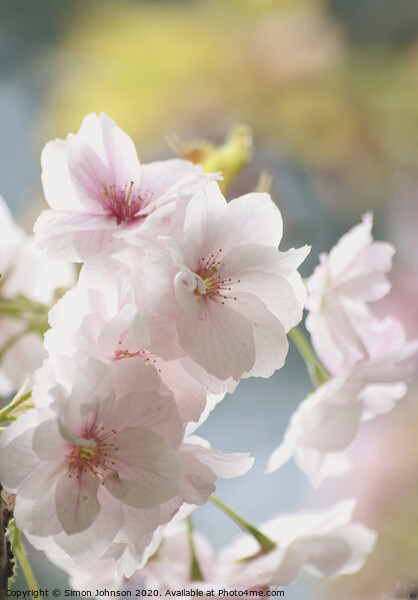 Sunlit spring blossom Picture Board by Simon Johnson