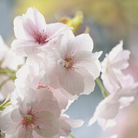 Buy canvas prints of Sunlit spring blossom by Simon Johnson