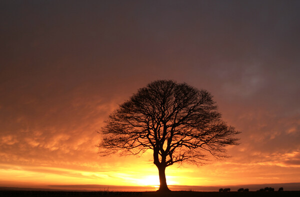 Sunrise tree Picture Board by Simon Johnson