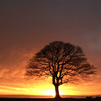Buy canvas prints of Sunrise tree by Simon Johnson